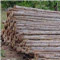 Eucalyptus Logs 